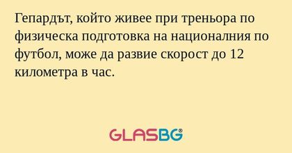 Гепардът, който живее при треньора по физическа подготовка на националния по футбол, може да развие скорост до 12 километра в час.