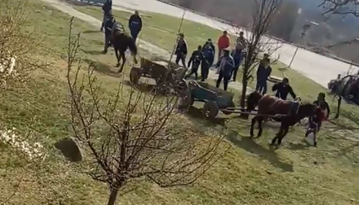Разследват жестокостта над коне в Русе