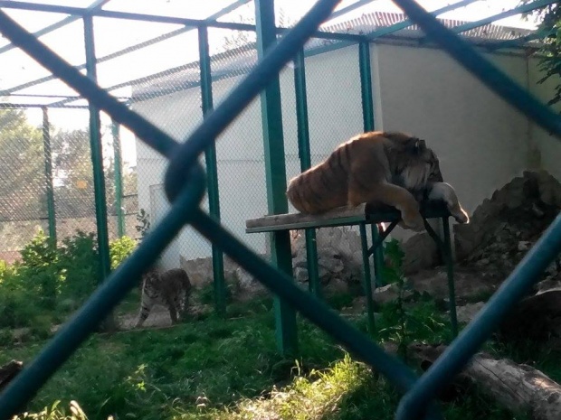 Три тигърчета се родиха в пазарджишкия зоокът