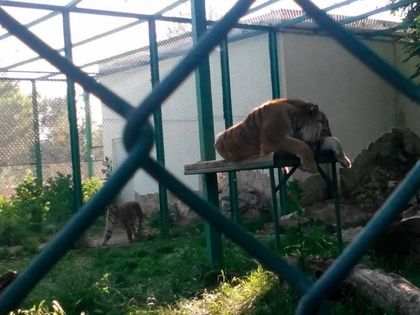 Три тигърчета се родиха в пазарджишкия зоокът