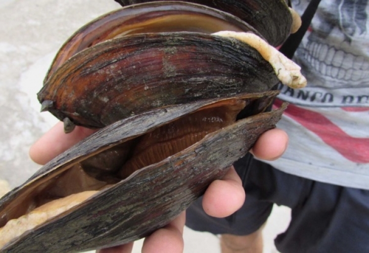 Треска за перли край Русе: Ловци на бисери и лесно богатство се гмуркат за огромни миди (ВИДЕО)