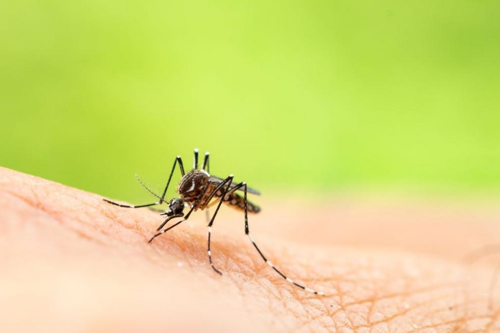 Започва нова дезинсекция срещу имаго на комари в Стара Загора