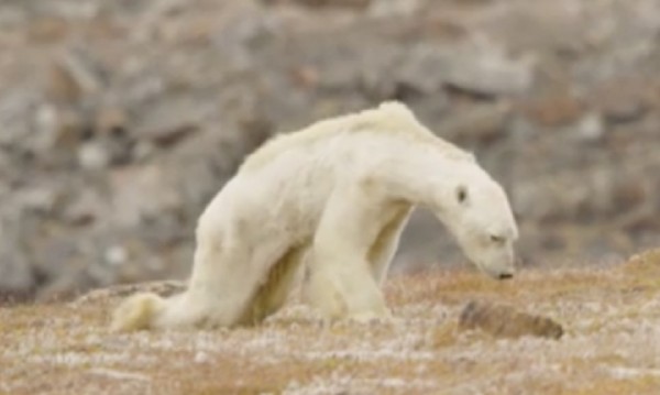 Как изглежда умираща от глад полярна мечка? Вижте!