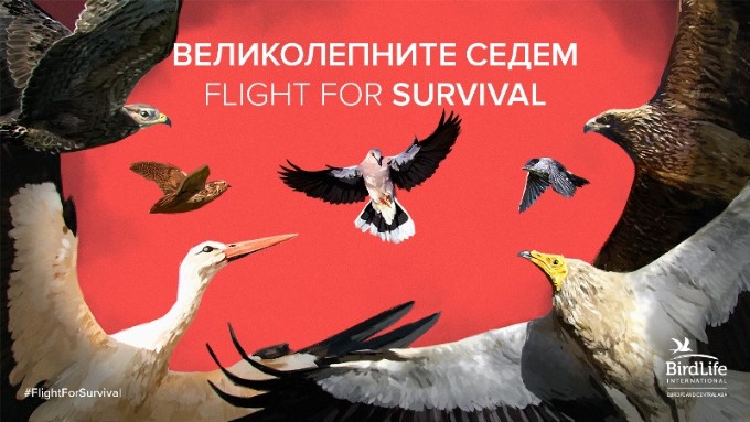 Започва кампанията за защита на мигриращите птици „Великолепните седем - Flight for Survival“