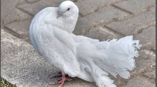 Гълъби откриват рак?
