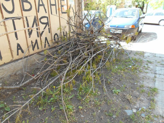 Опасно: Силният вятър чупи клони в Пловдив (снимки)