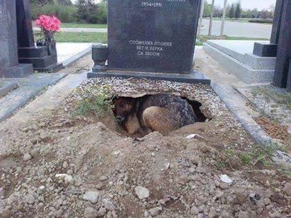 Човек умира и разбира, че е имал само един верен приятел, трогателната история на Рик
