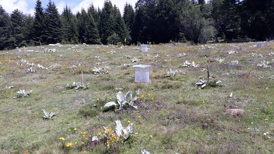Евакуират в местността Белотруп лалугери от района на бъдещия язовир „Луда Яна“