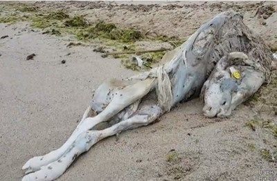 Морето изхвърли мъртви овце на плажове във Варна