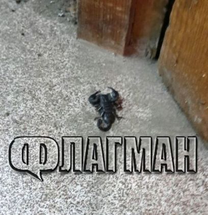 Ужас! Черни скорпиони тормозят цял квартал (СНИМКИ)