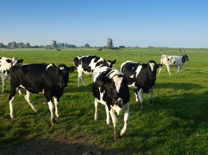 Забраниха продажбата на преживни животни по пазарите в 13 области