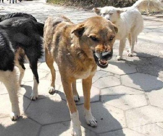 Озверели псета нахапаха зверски мъж в столичен парк