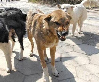 Озверели псета нахапаха зверски мъж в столичен парк