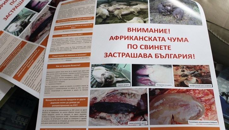 Опасността от Африканска чума не е преминала!