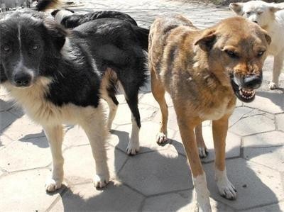 Глутница кучета нахапа двама души в центъра на „Златни пясъци“