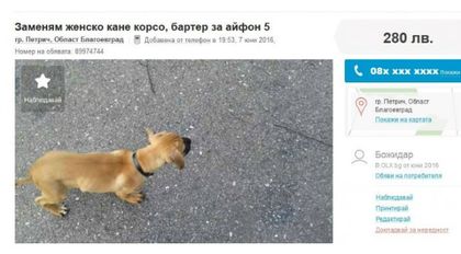 Бартер: Куче за Айфон