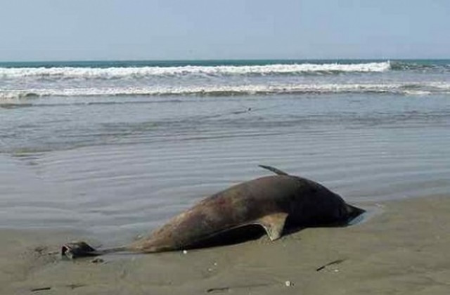 Бракониери убиват делфини в Черно море!