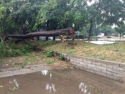 Огромно дърво не понесе градушката, гаражи също поддадоха