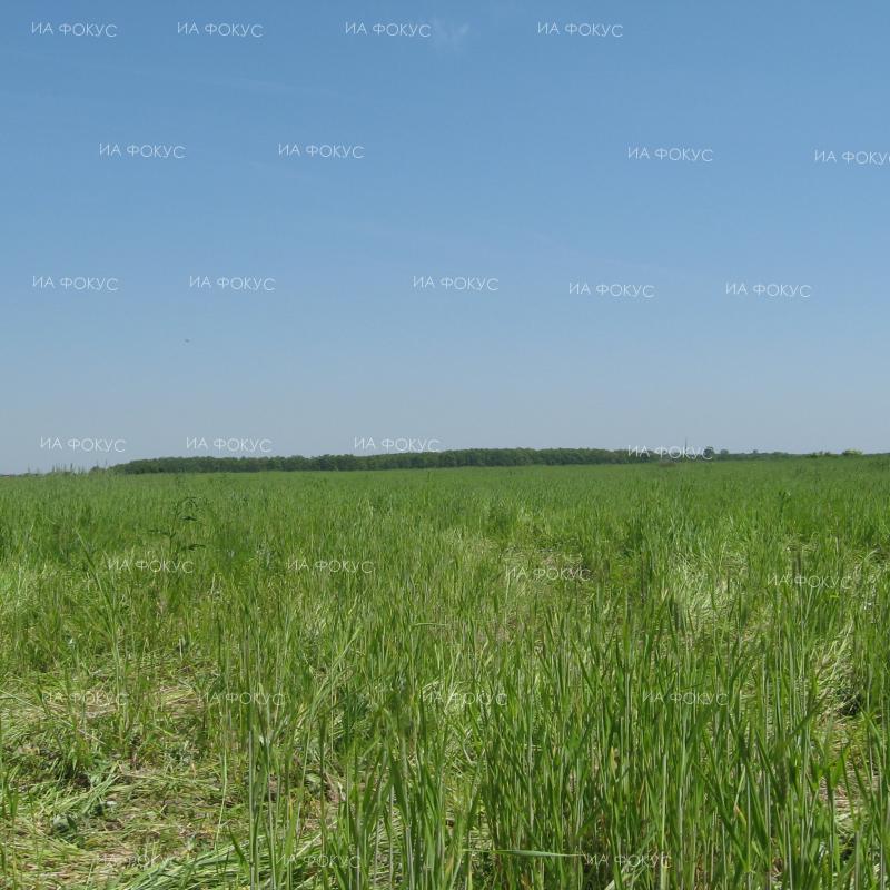 Стела Дочева, РИОСВ – Варна: През последните 100 години повече от 90% сортове култури са изчезнали от полетата на земеделските производители