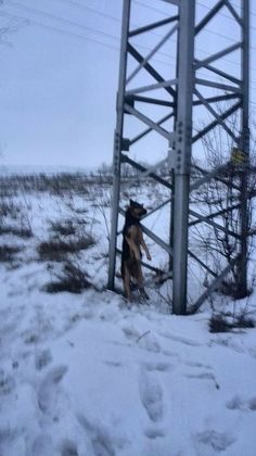 Зверство в Козлодуй! Показно обесиха куче и го оставиха да виси на въжето (СНИМКА 18+)