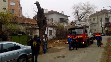 Вял протест срещу отсичане на дървета в Пловдив