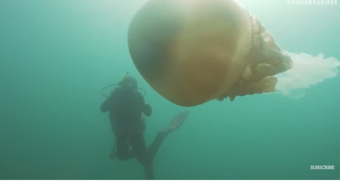 Огромна медуза бе заснета от водолази, има ли такива в Черно море?