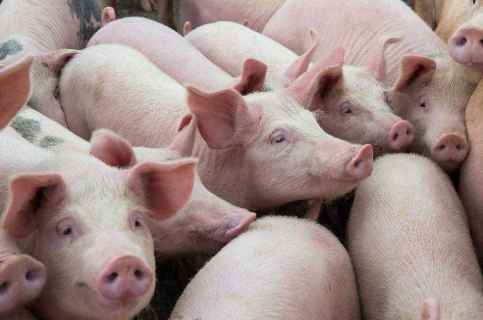 Откриха африканска чума във ферма със 17 000 свине в Николово!
