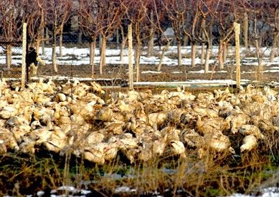 Пожарникари избиха с азот хиляди патета в пловдивско село