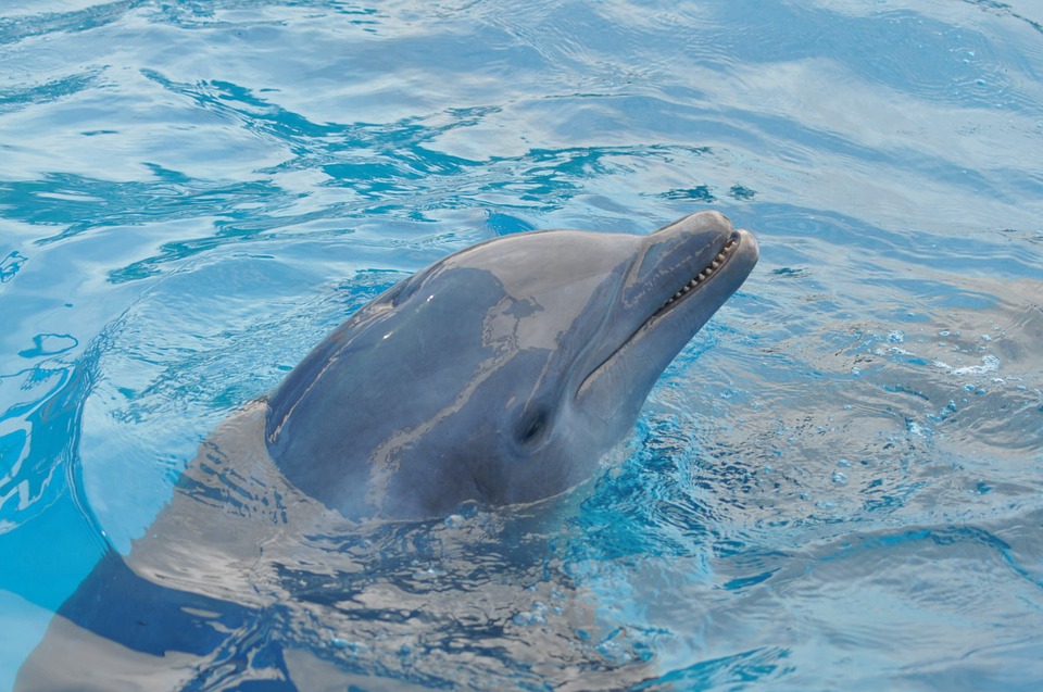 9 дни след раждането – делфинче издъхна пред очите на публиката във Варна