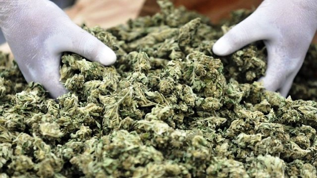 Разбиха високотехнологична лаборатория за марихуана край Пазарджик