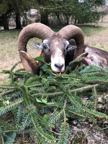 Добрич: Български ловец е отстрелял муфлон с дължина на рогата над 95 сантиметра в Държавно ловно стопанство – Балчик