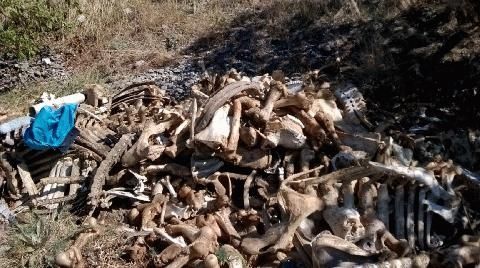 Кости и разложени животински трупове тровят пловдивско село (СНИМКИ)