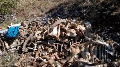 Кости и разложени животински трупове тровят пловдивско село (СНИМКИ)