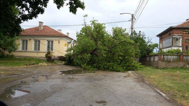 Дърво падна върху кола на пътя Пазарджик-Белово, жена е с опасност за живота