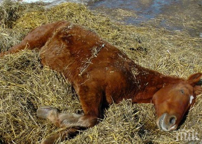 УЖАС! Намериха три убити и шест ранени коня край Вършец