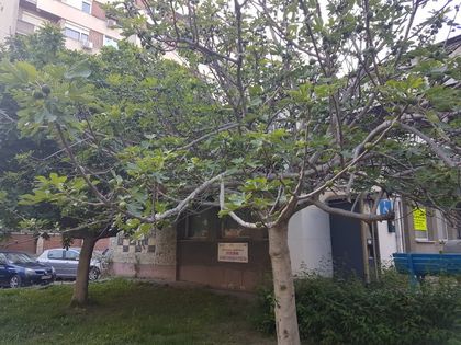 Уж беше студ, а смокините натежаха от плод