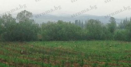 Чудо невиждано! Над 50 щъркела кацнаха край Кюстендил
