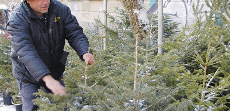 Не изхвърляйте естествените коледни елхи, дайте ги за храна на животните в зоопарка