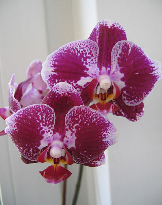 Искра Сотирова, Първо орхидеено общество: Орхидеената страст се разраства през последните години