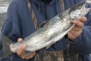 Музей на балканската пъстърва отваря врати край Девин