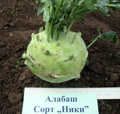 Отслабвайте и борете грипа с алабаша „Ники”
