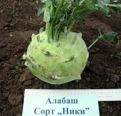 Отслабвайте и борете грипа с алабаша „Ники”