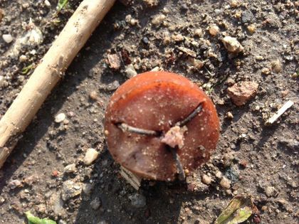 УЖАС! Пловдивчанка откри отровни кренвирши с метални куки в тях, подхвърлени на кучешка площадка СНИМКА