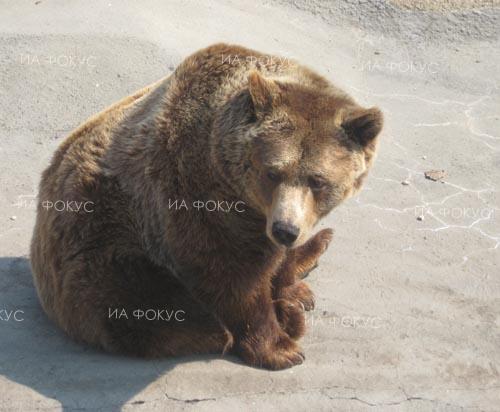 Васил Мадолев, Парк за танцуващи мечки - Белица: След събуждане от зимен сън се полагат специални грижи за захранването на всяка една мечка