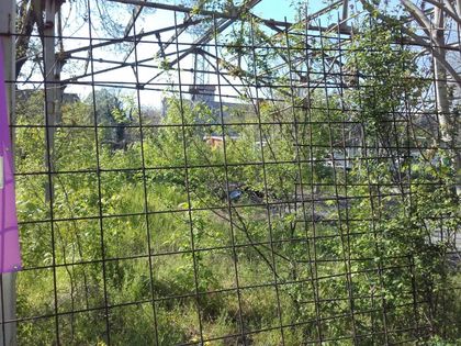 Чия е тази джунгла в широкия център на Пловдив