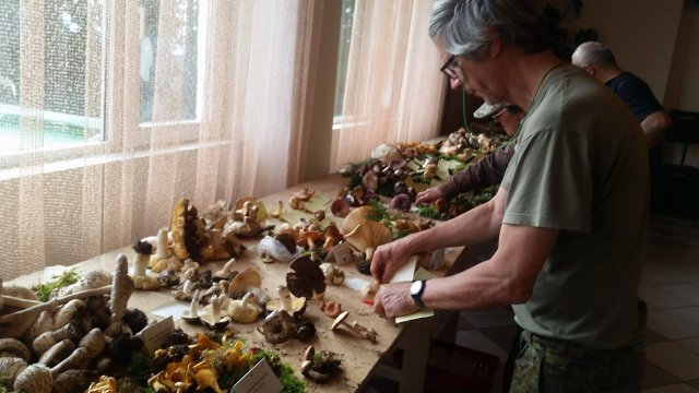 90 вида гъби подредиха на изложба в Пампорово