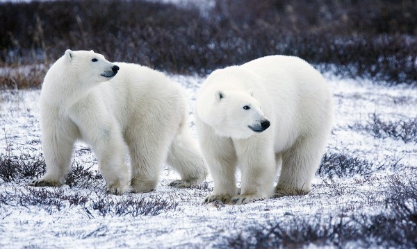Нашествие на полярни мечки на руския архипелаг Нова Земя