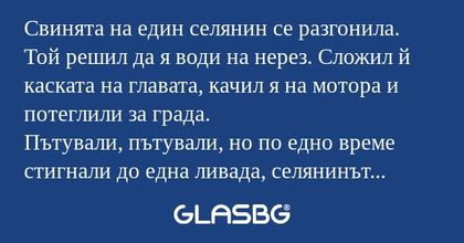Свинята на един селянин се разгонила...