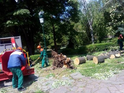 Огромно дърво падна в Дондуковата градина в Пловдив, няма пострадали