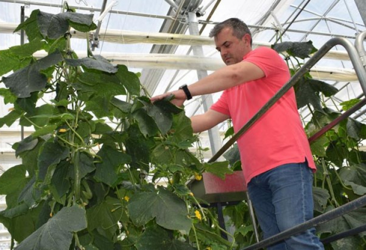 Краставици растат по този начин само на 1 място в цяла България